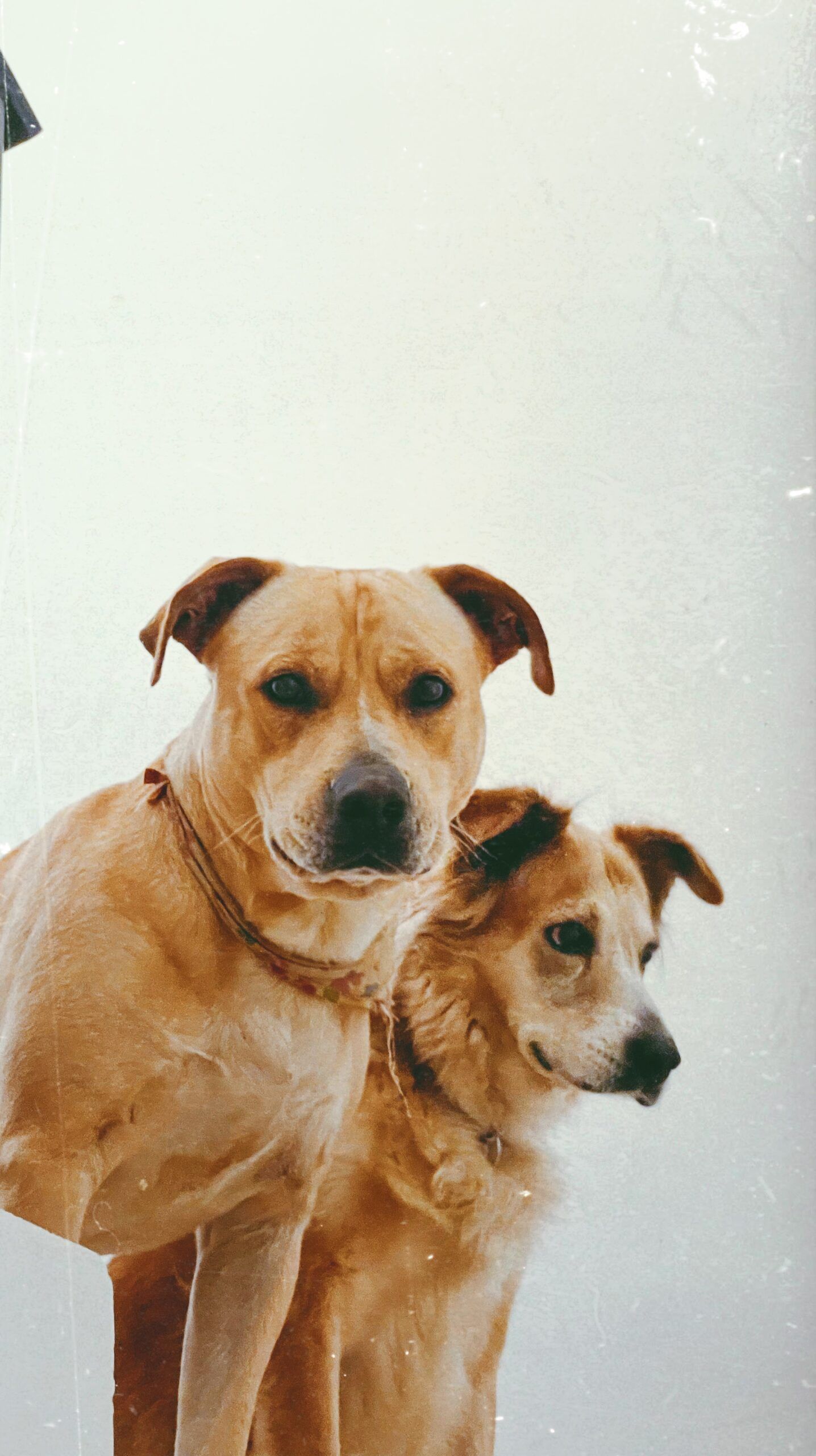 Gweros